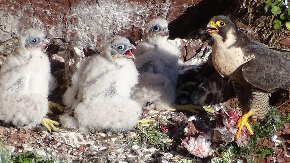 Paul Morgan, from St Ishmaels, took this photo of nesting peregrine chicks being fed on the cliffs near his home in Pembrokeshire.