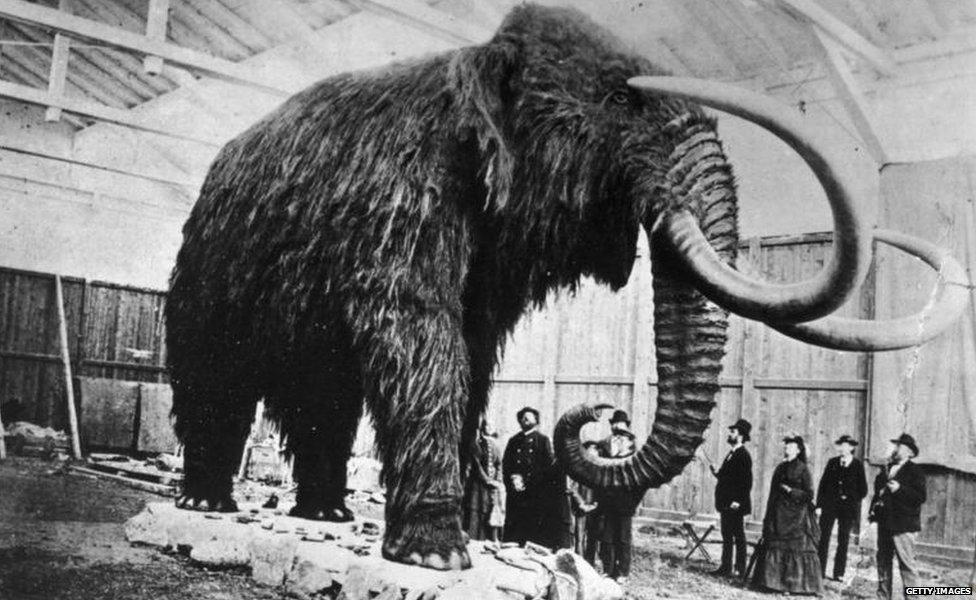 A stuffed mammoth exhibited in St Petersburg Museum