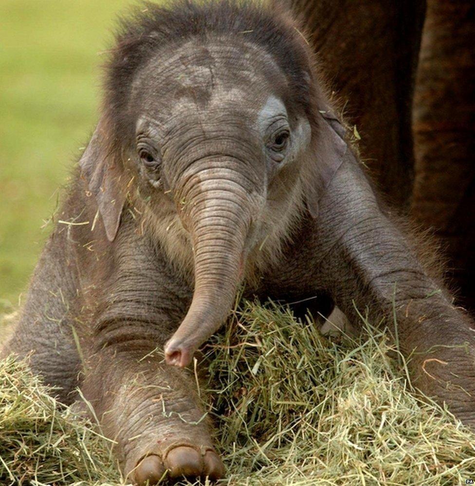 The Asian elephant, a relative of the mammoth