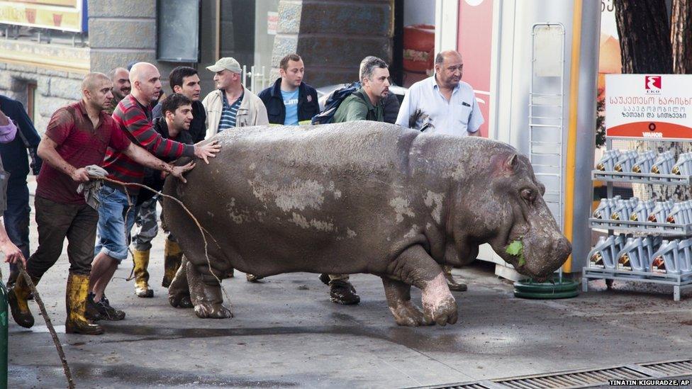 People in Tbilisi with a hippopotamus that had escape from the city's flooded zoo (14 June 2015)