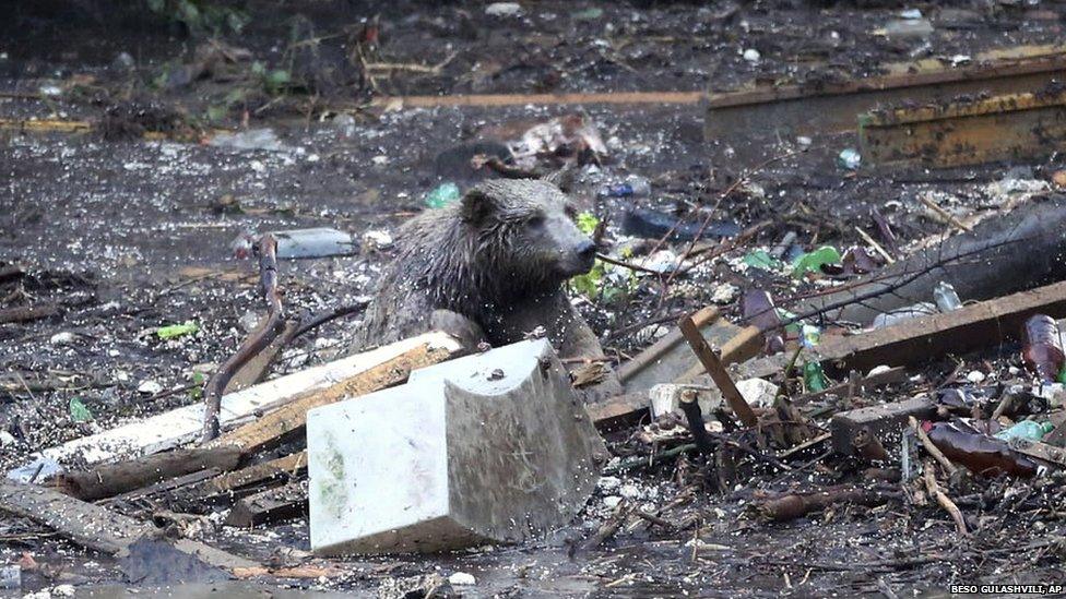 A bear tries to save itself from the flooded zoo area in Tbilisi (14 June 2015),