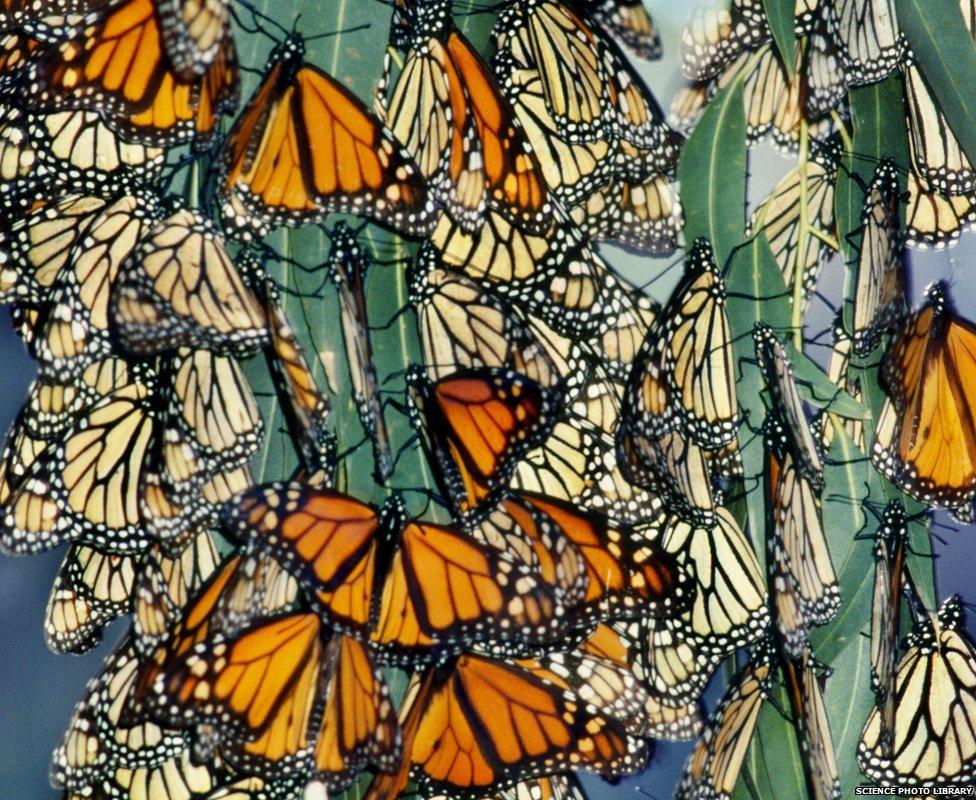 Monarch butterflies overwintering in California