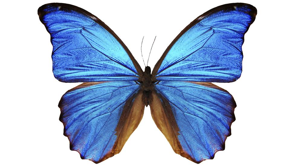 Blue morpho butterfly