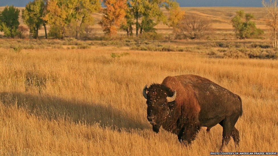 bison