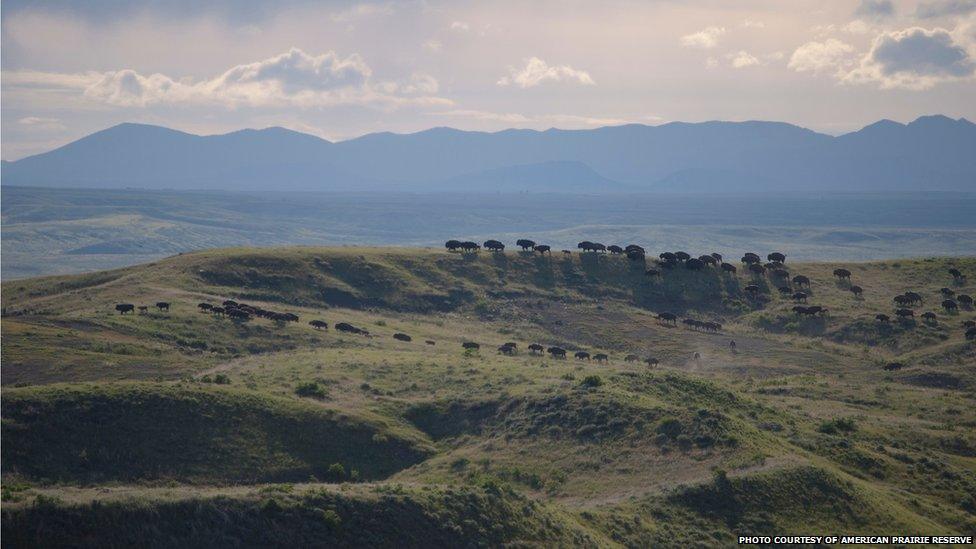 bison herd