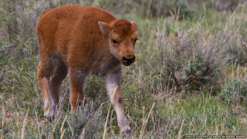 baby bison