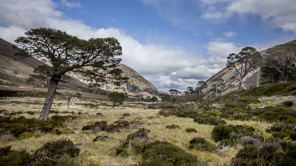 Alladale Estate