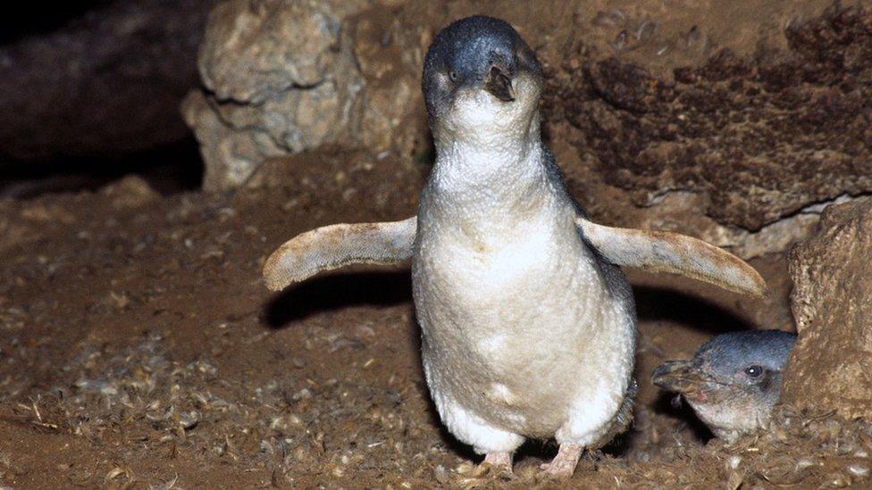 Little blue penguin pair (c) Joseph R. Waas