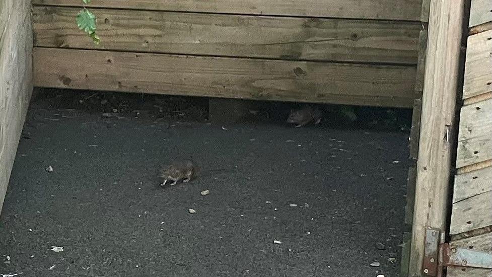 Two rats emerge from under a wooden structure.
