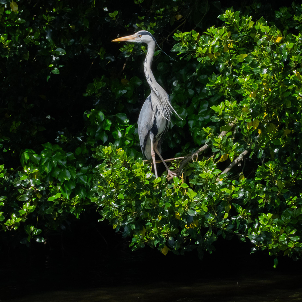 Heron in Lichfield