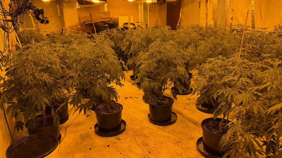 Cannabis plants growing in a building