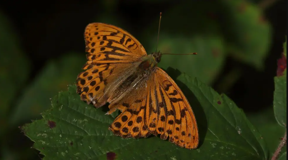 Silver-washed Fritillary on a leaf.