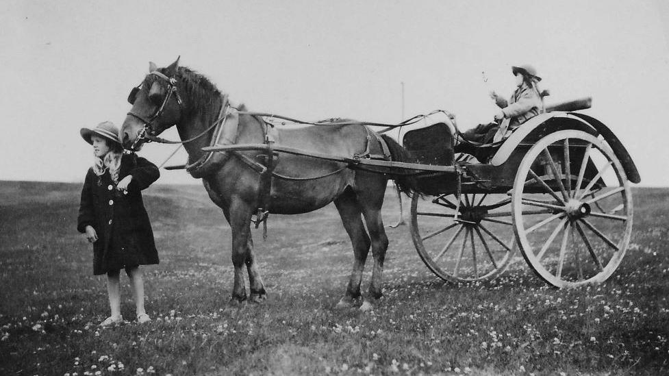 A girl with a horse harnessed to a carriage. A girl is sitting in the carriage.