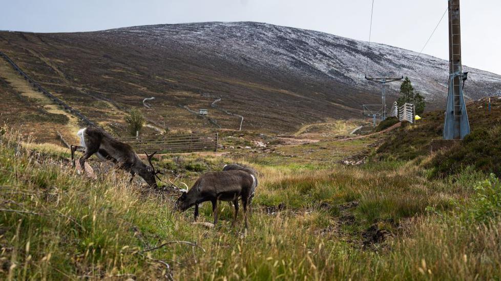 Reindeer grazing under a ski lift