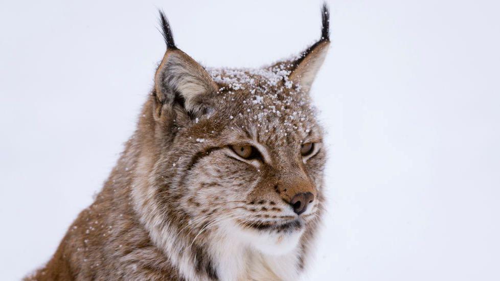 A headshot of a lynx. It is looking off into the distance and photographed against a white background. Flakes of snow cover its fur.