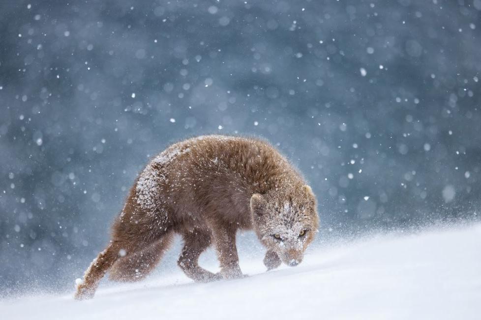 An Arctic fox walks through snow in Iceland