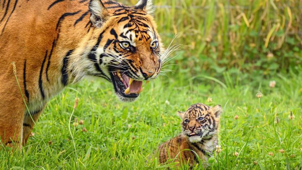 Tarima is seen growling whilst her cub licks it's lips amongst the grass.