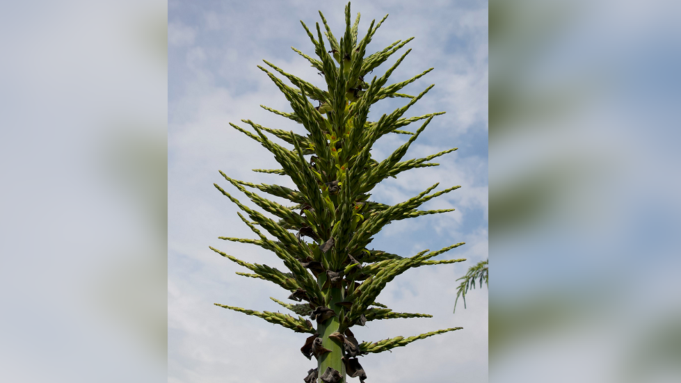 The top of the plant's flowering spike, showing long, pale green "branches" radiating from the top of the thicker, pale green "trunk"
