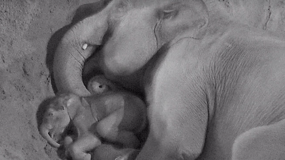 A grainy black and white CCTV of a mother elephant spooning her one-month-old baby