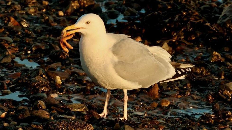 A herring gull stands on some rocks and seaweed with a starfish coming out of its beak