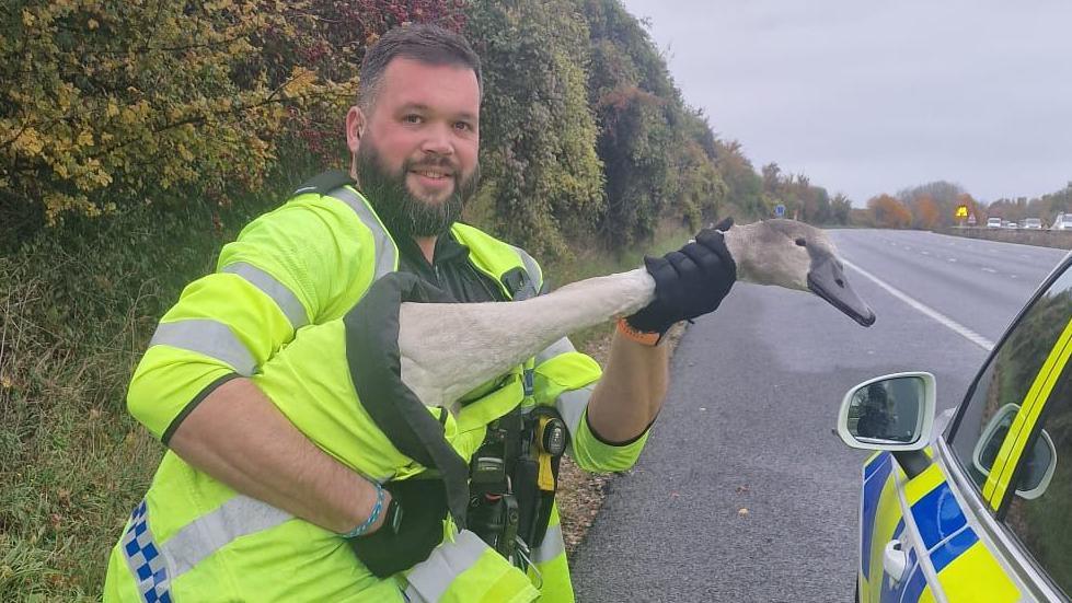 A policeman in a yellow high-vis jacket holds a swan in a similar jacket beside a motorway