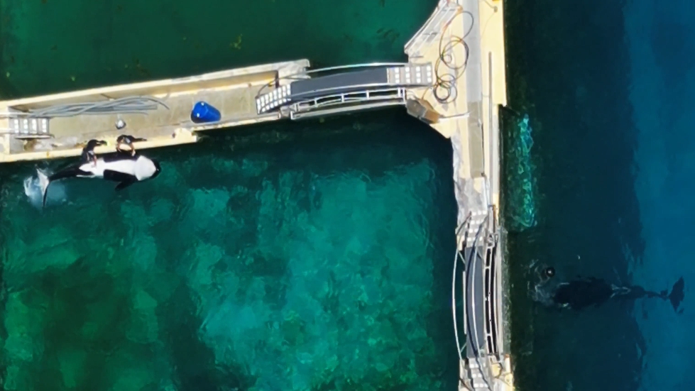 An overhead still image of Marineland trainers stimulating male orca Keijo as his mother Wikie is kept in an adjacent pool to the right hand side.
