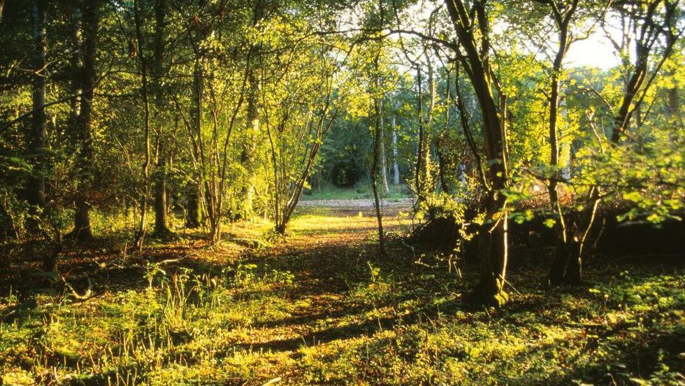 Green Lane Woods Nature Reserve looking through a gap in the trees with some early autumn sun shining through the leaves and branches.