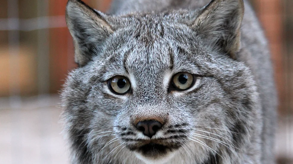 A close-up image of a snow leopard with its grey and white fur.