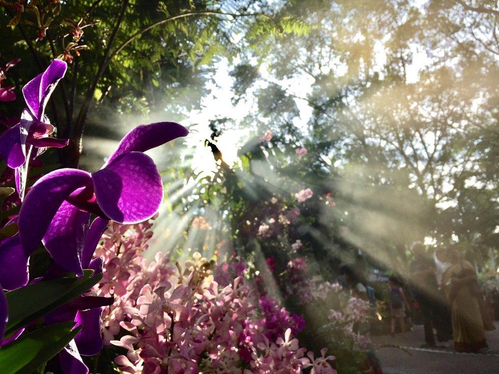 flowers-and-sunlight.