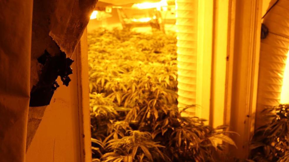 A room full of cannabis plants being grown. There is a large amount of lighting.