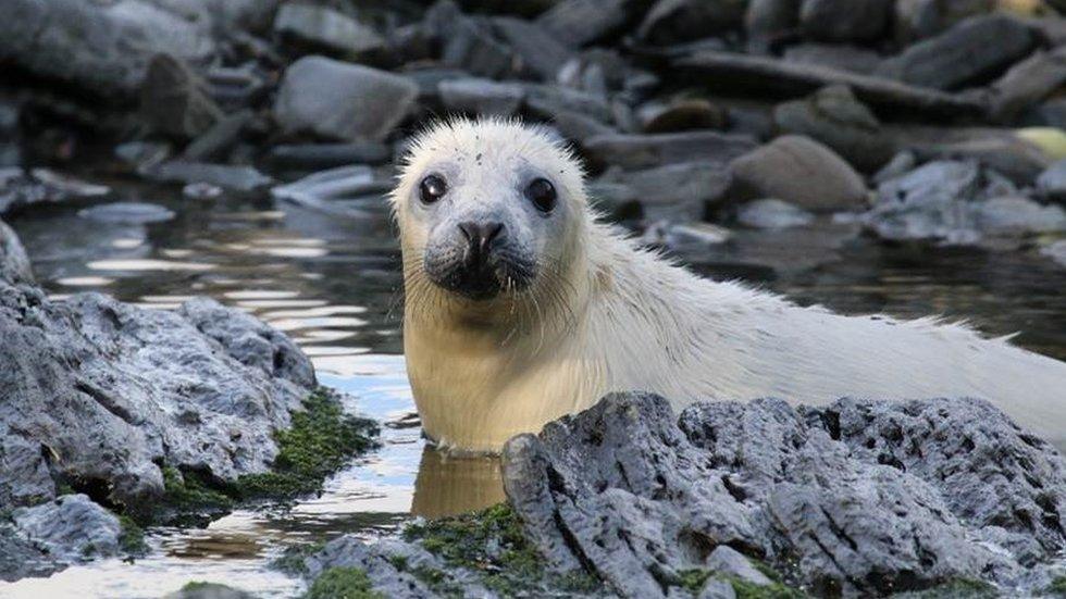 Young Atlantic grey seal with cream fur among the rocks