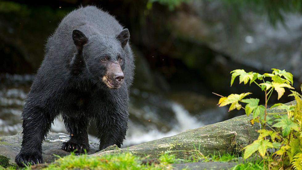 A black bear near a stream