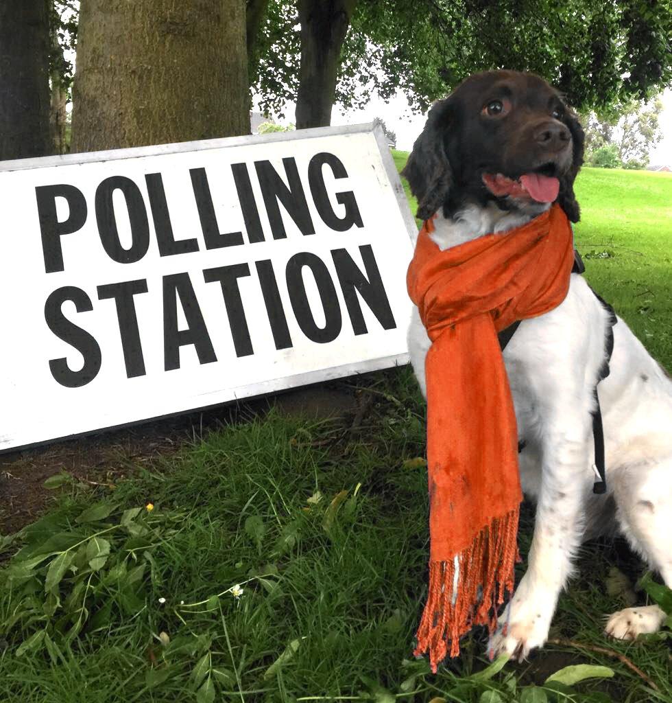 Dog at polling station