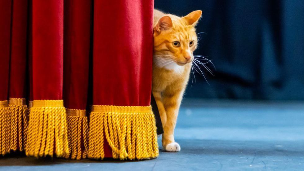 Photograph of Fizz the ginger cat behind a theatre red and gold curtain. 