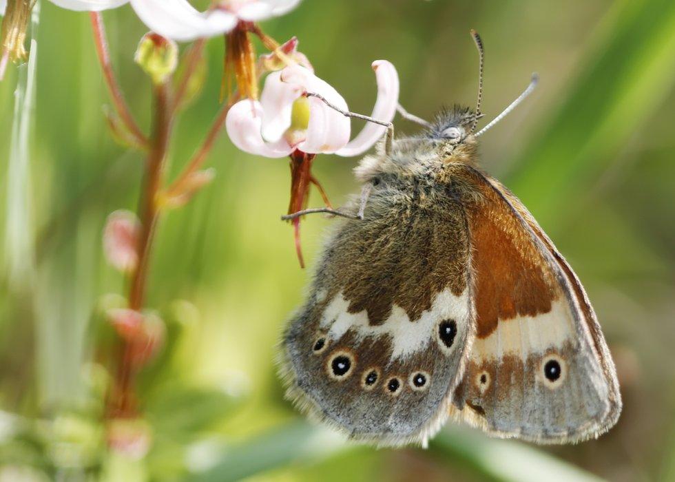 Large heath butterfly