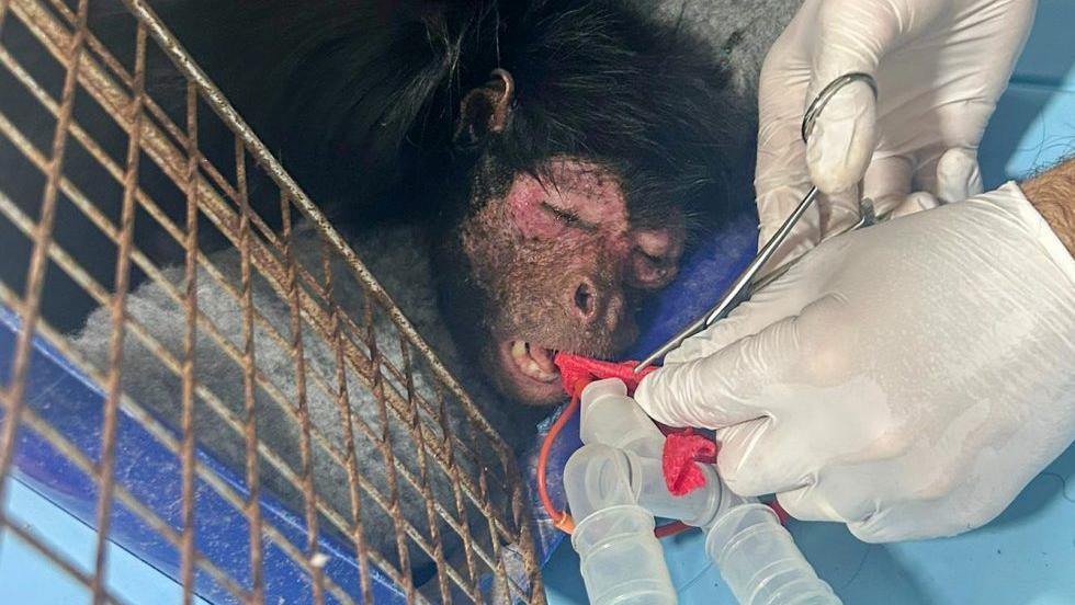 A black money lies in the centre of the shot, with the square mesh of a cage nearby.  The monkey's eyes are closed and a pair of hands wearing white medical gloves is dealing with some plastic breathing apparatus close to its mouth.