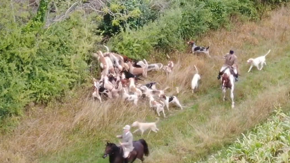 More than 20 foxhounds clamber over each other to go over the top of a fence into a wood. Two riders in traditional hunting gear are nearby.