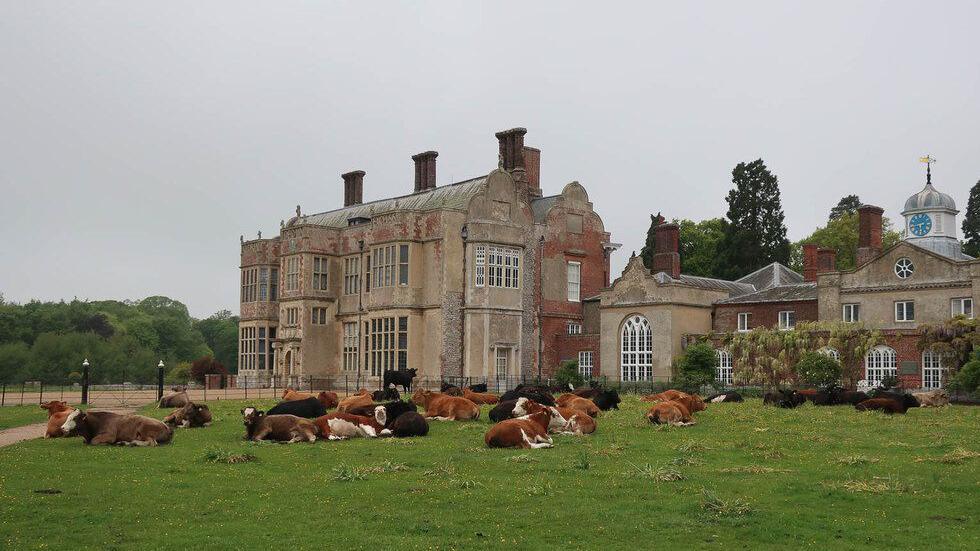 A grand country house, with large ornate windows, gable ends and towering chimneys. It is surrounded by greenery and fields and there is a herd of cattle, mostly lying down in front of the property.