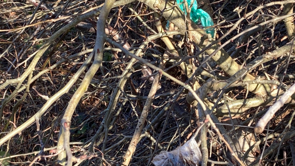 Plastic bags containing dog poo sit among branches.