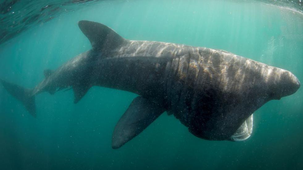 Basking shark feeding with its mouth open