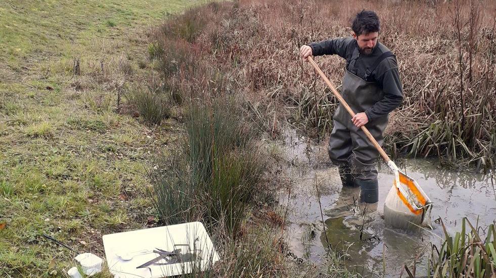 Wren Franklin, wearing waders, is stood in a pond with a big net 