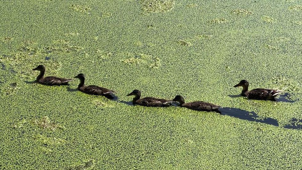 Five ducks swimming through a carpet of green weeds on the River Witham