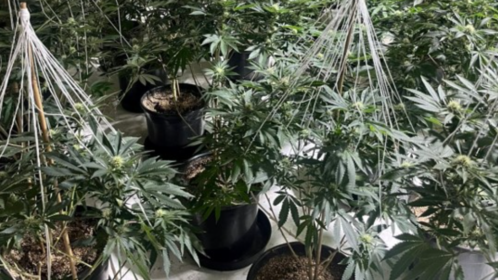 A large number of green-leafed cannabis plants in pots on a white floor