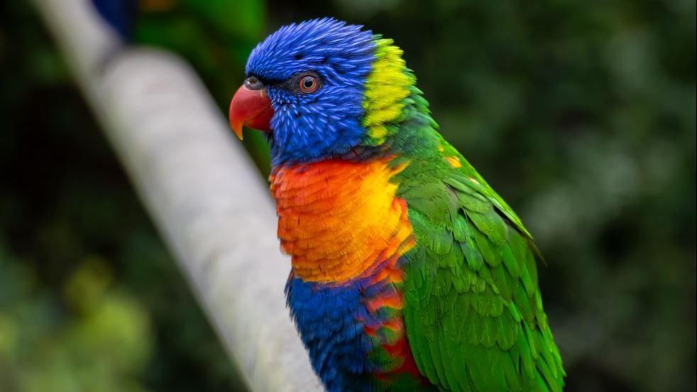 Rainbow lorikeet