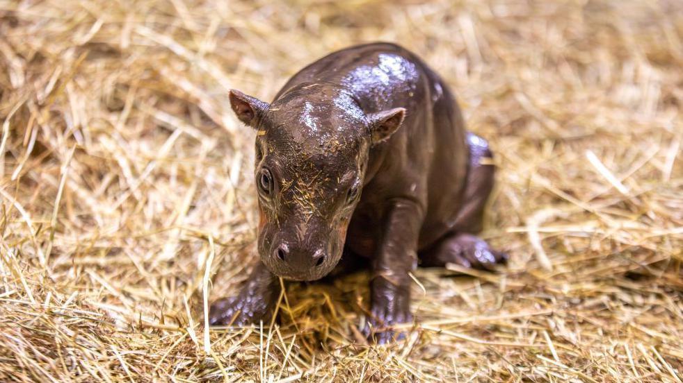 Endangered pygmy hippo calf sitting on straw while in its enclosure at Edinburgh Zoo.
