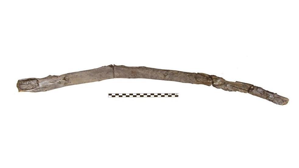 The small wooden tool which is a new wood tool type, documented here for the first time.