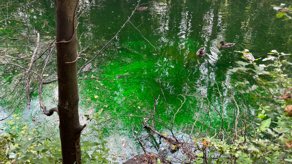 Algae in the West Lake at Colwick Country Park