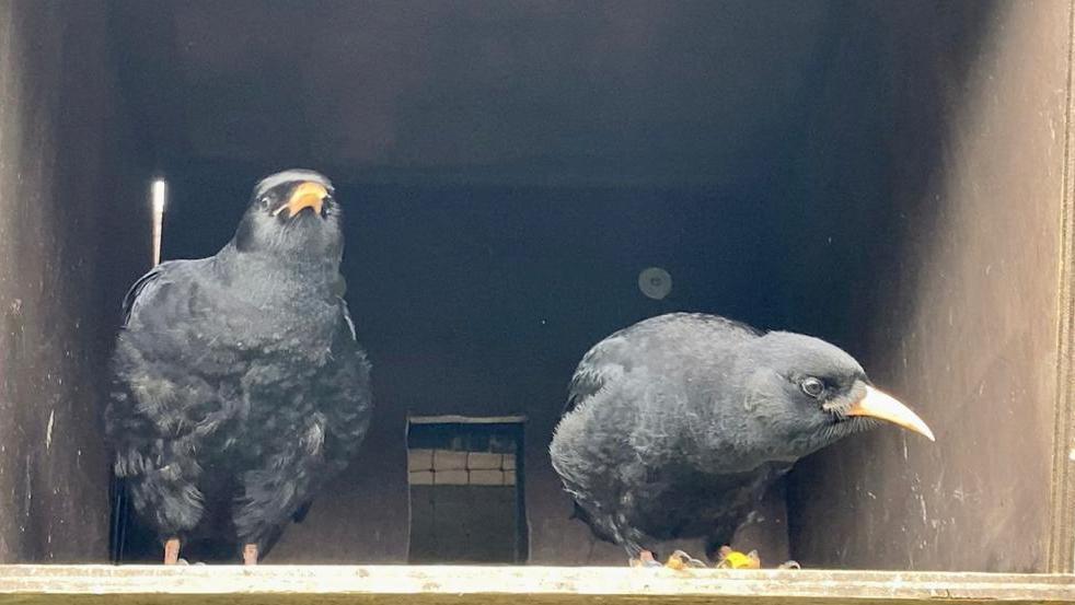 Chough chicks