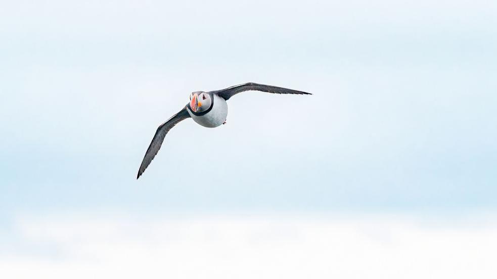 Puffin in flight over the sea horizon