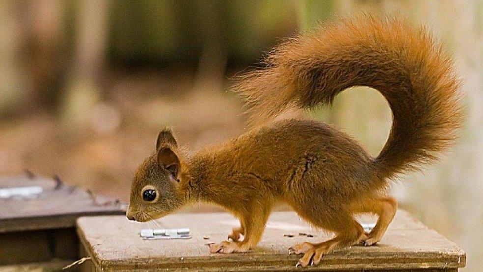 red squirrel